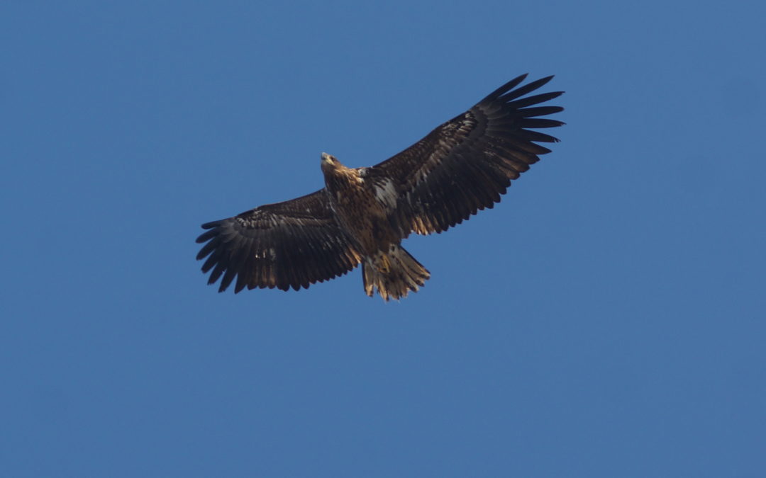 Bildervortrag „Seeadler an Schlei & Ostsee“ am Montag, 19. Februar um 19.00 Uhr in Barkelsby