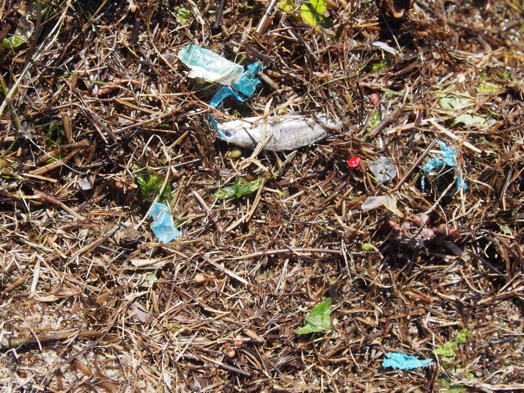 Immer noch Plastikmüll in der Schlei