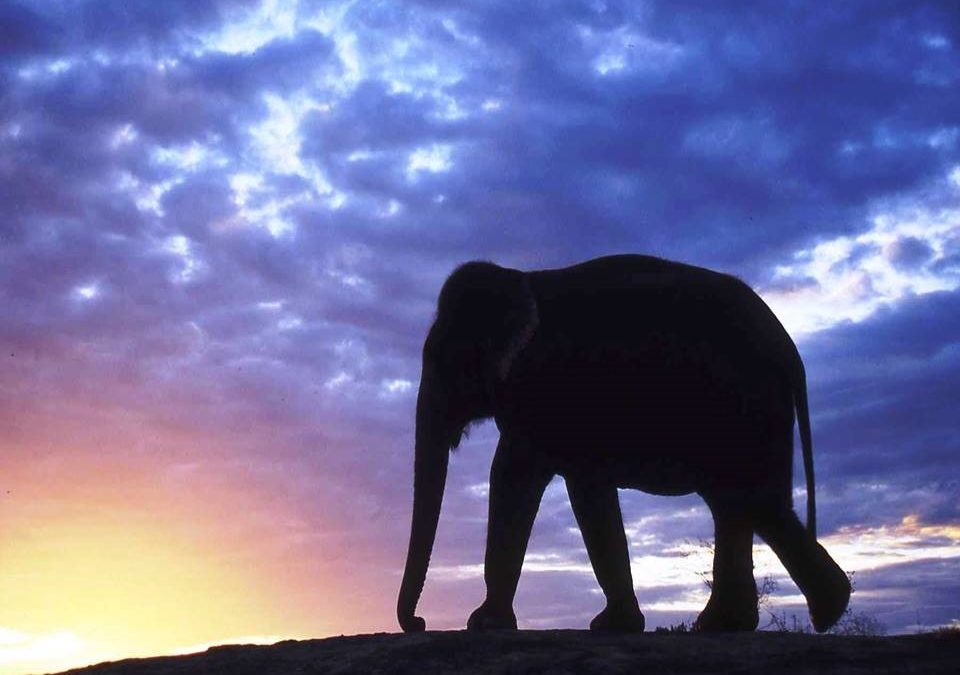 “Haben Asiens Elefanten eine Zukunft?” – Bildervortrag am 1. April in Barkelsby