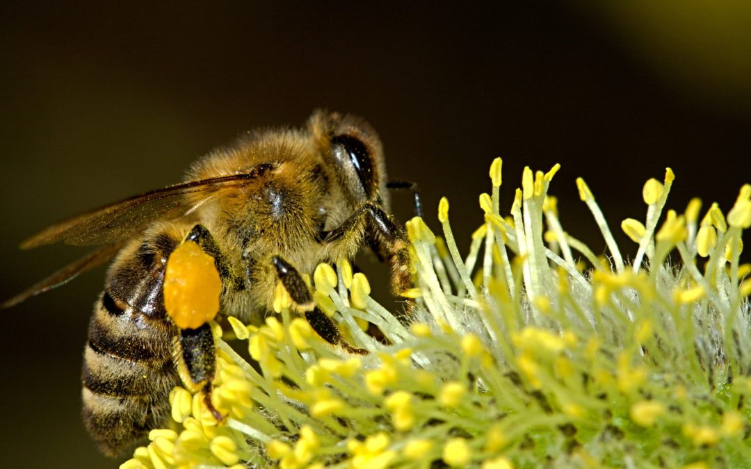 Seeadlerjugend erfährt alles über Bienen: Samstag, 25. Mai ab 10 Uhr