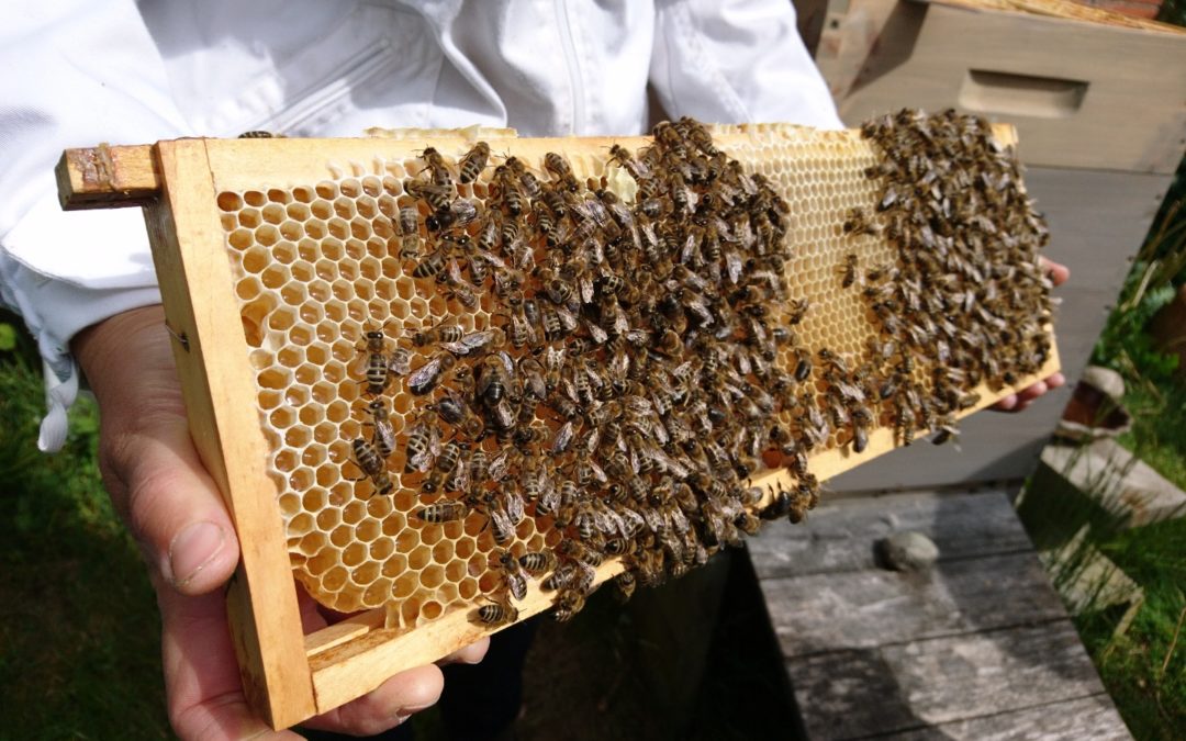 Seeadlerjugend erlebt Bienen mit Imkerin Tine Janssen