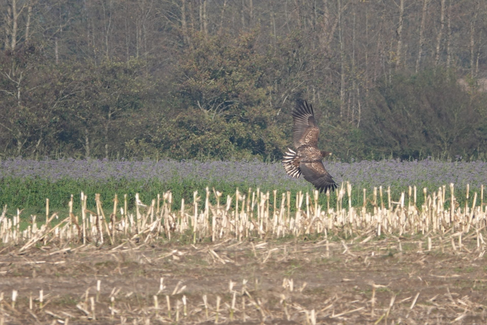31.10.2019 junger Seeadler Frank Dreves