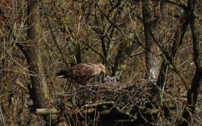 Die Seeadler am Burgsee haben wieder Drillinge! – 2020 konnte ein möglicher Fall von Kainismus beobachtet und gefilmt werden