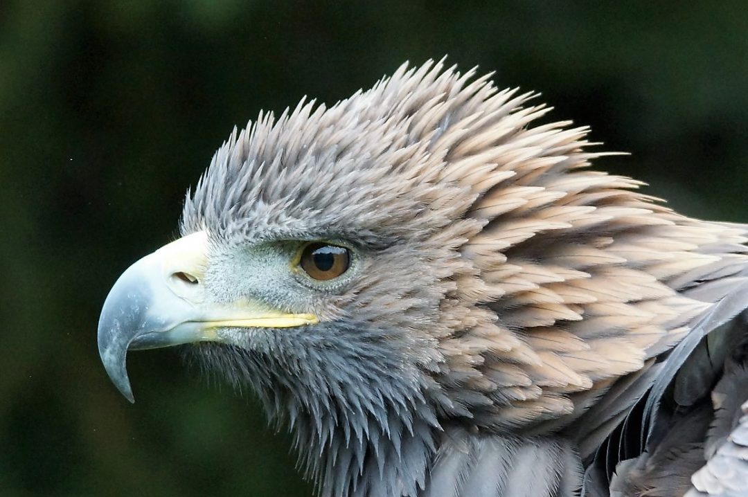 Anderen eine Freude bereiten: Adlerbilder aus aller Welt