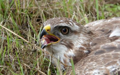 Notfallteam kümmert sich um verletzte und geschwächte Greifvögel