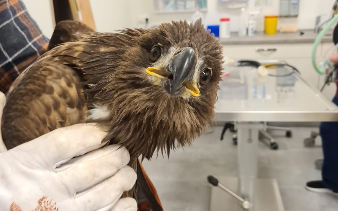Tagelanger Einsatz für verletzten Seeadler – OP im Veterinär-Klinikum der Justus-Liebig-Universität in Gießen
