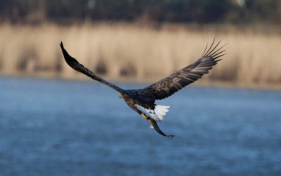 Seeadler jagen im Schellbruch bei Lübeck