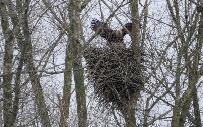 Vor dem Sturm die Kopula in Barkelsby
