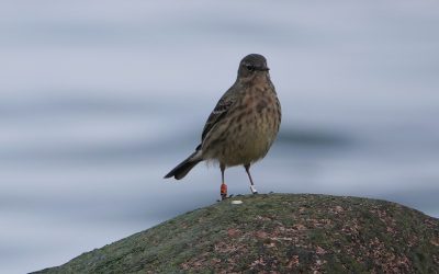 Strandpieper aus Norwegen legt über 900km nach Nordschwansen zurück