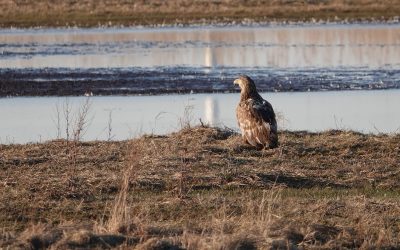 Erörterungstermin zu Windpark zeigt überraschende Einigkeit der Gutachter