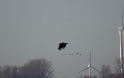 Seeadler am Schwansener See
