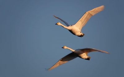 Singschwäne, Kraniche, Austernfischer, Kiebitze etc. – die Vogelwelt auf der Halbinsel Schwansen der letzten Tage
