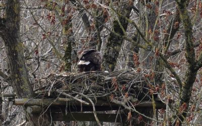 Es ist so weit: In Schleswig ist der erste kleine Seeadler geschlüpft