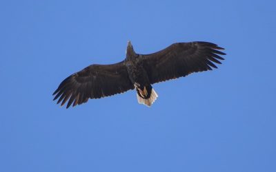 Mit Drohne gegen Seeadler – für die Windkraft!