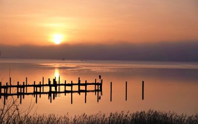 Die Vogelwelt der letzten Tage an Schlei & Ostsee
