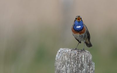 Bunte Vogelwelt: Blau-, Braun-, Schwarz- und Rotkehlchen