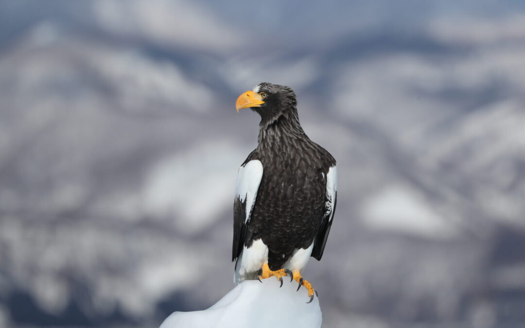 Seeadlermagazin 2025 mit faszinierenden Reportagen: U.a. Riesenseeadler in Japan