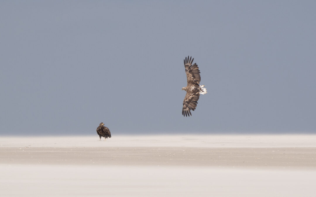 Seeadler in Norderoogsand