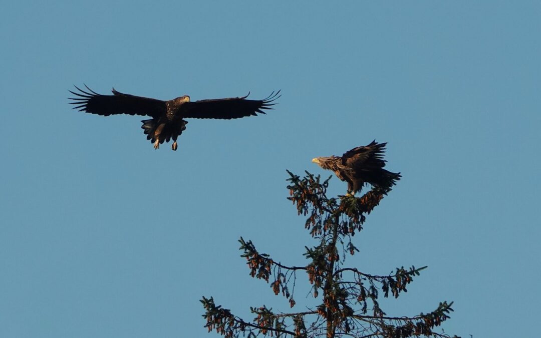 Seeadler in Holzdorf am 19. Januar 2025