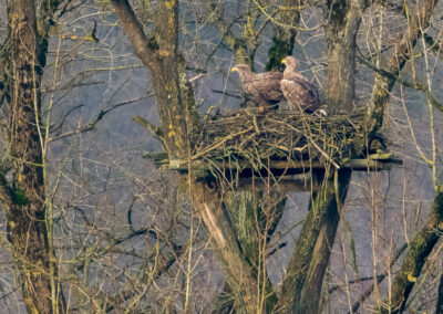 Seeadler am Burgsee in Schleswig Foto Jens Eickmeier