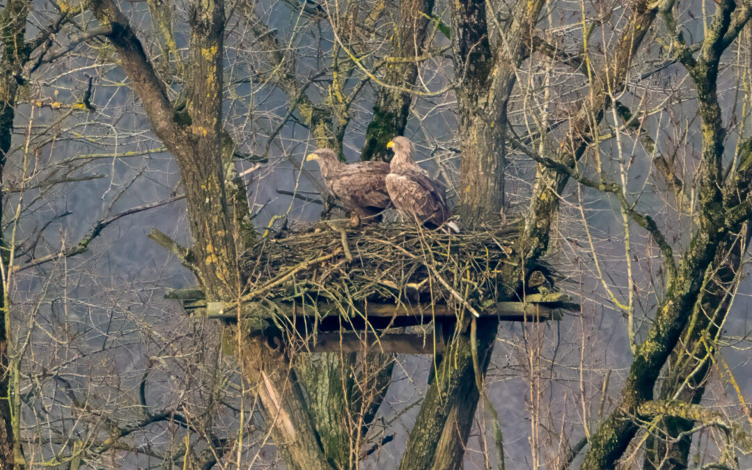 Seeadler am Burgsee Foto Jens Eickmeier