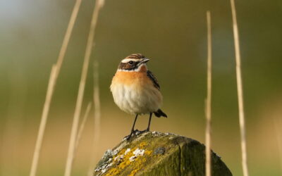 „Der Beltringharder Koog – ein wahres Naturparadies“