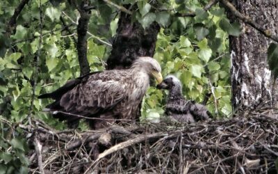 Dem Seeadlernachwuchs am Burgsee geht es scheinbar gut