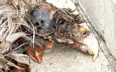 Verendeter Seeadler von Rabel wurde fast ein Vierteljahrhundert alt
