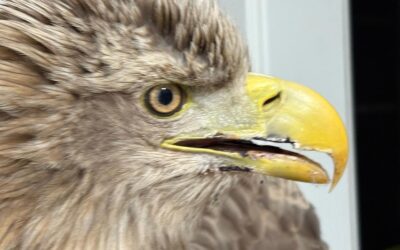 Wurden Greifvögel vergiftet?