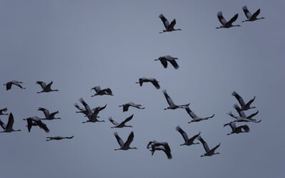 Vögel des Glücks in Brodersby und Olpenitz