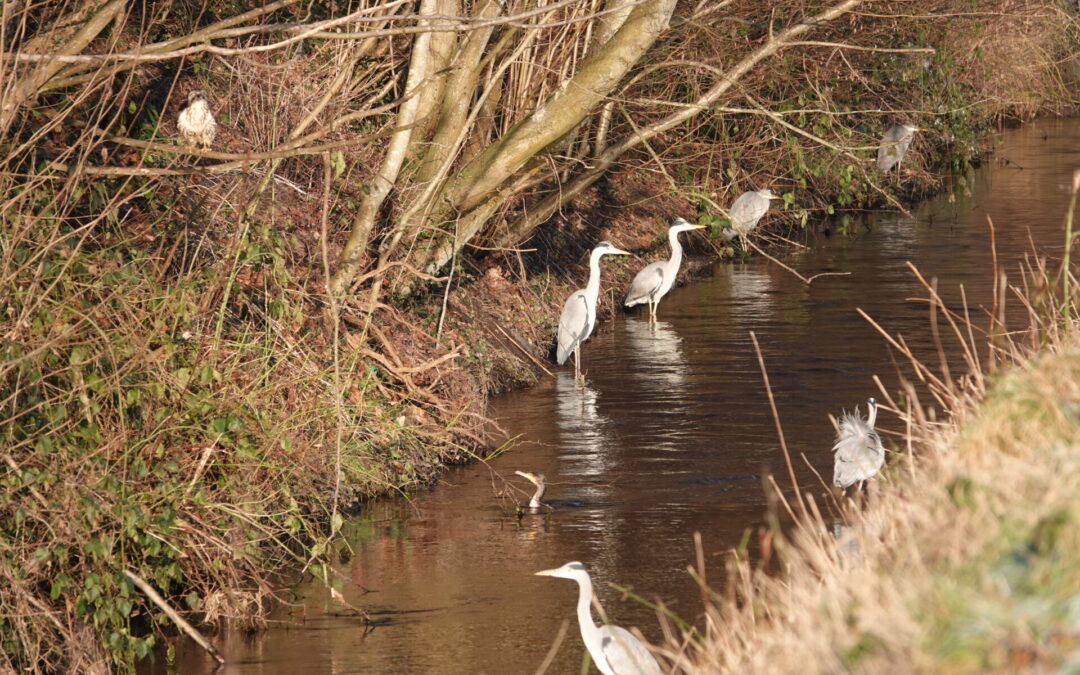 Koseler Au: Fischreichtum sorgt für Ansammlungen von Fisch- und Silberreihern