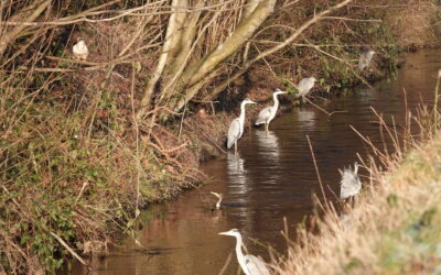 Koseler Au: Fischreichtum sorgt für Ansammlungen von Fisch- und Silberreihern