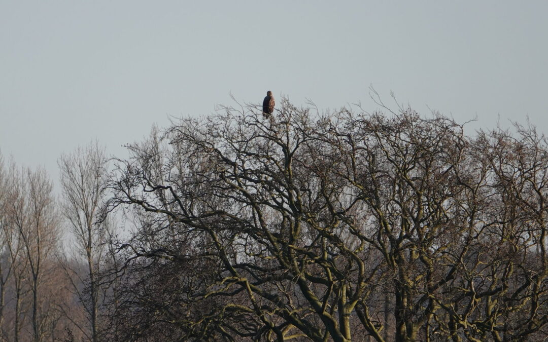 Barkelsbyer Seeadler in Gefahr