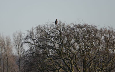 Barkelsbyer Seeadler in Gefahr