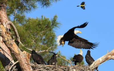 Seeadlermagazin 2026: Weißkopfseeadler in Arizona