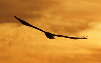 10 Jahre Seeadlerschutz Schlei