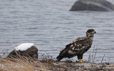 Seeadler in der Geltinger Birk
