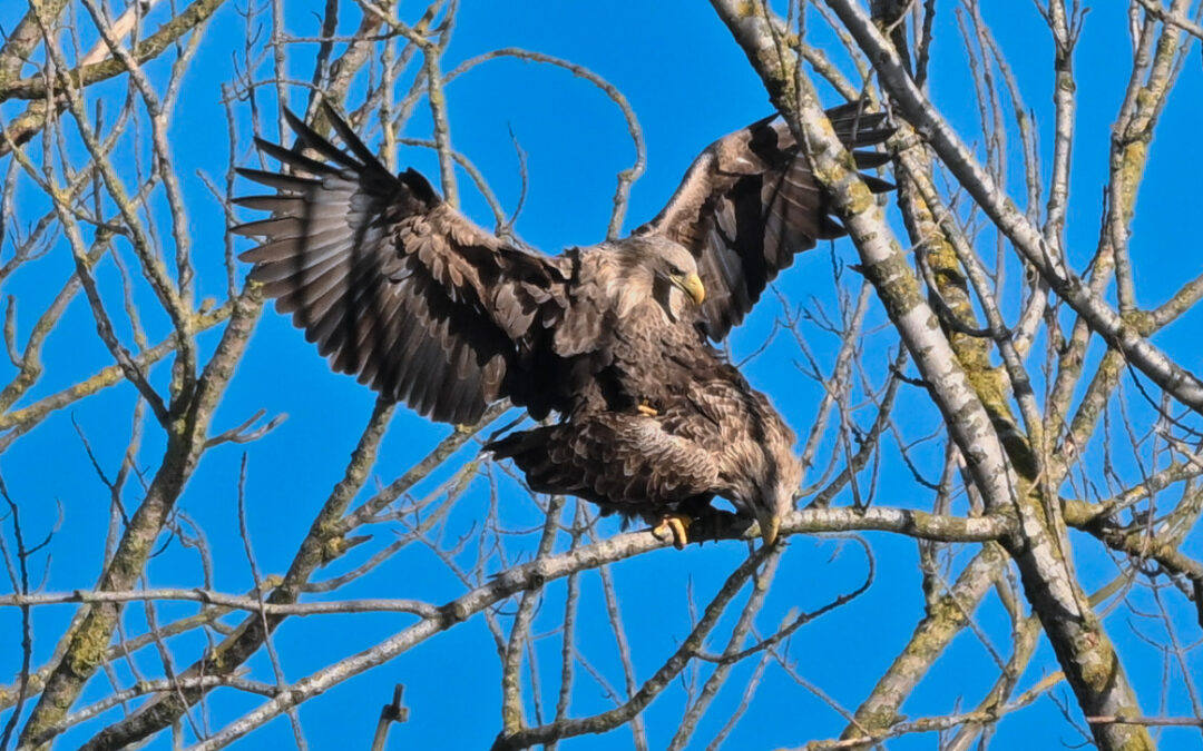 Kopula auf der Bislicher Insel in Xanten (NRW)