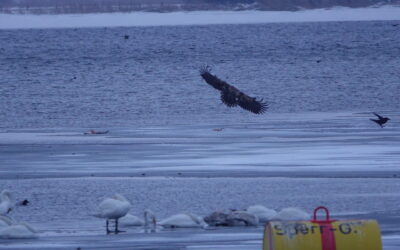 Seeadler und Singschwäne an der Schlei