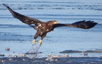 Reichlich gedeckter Tisch für Seeadler bei anhaltender Kälte