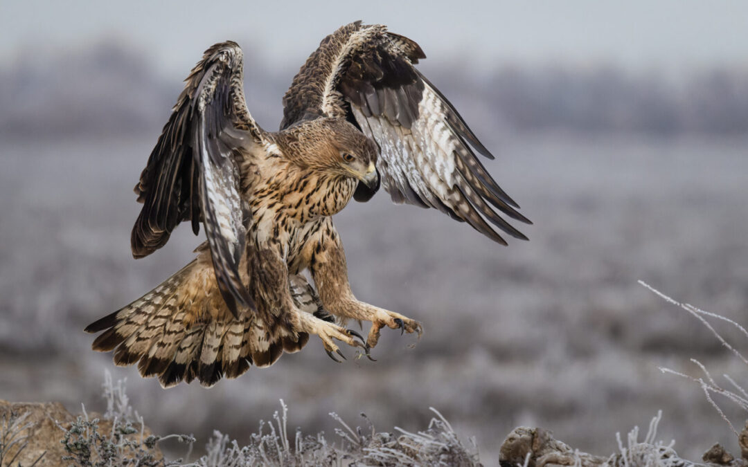 Habichtsadler (Aquila fasciata) in Spanien