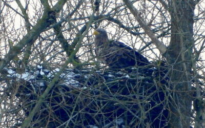 Pressemitteilung zur Windkraftplanung in Barkelsby