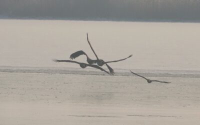 Sieben Seeadler jagen Kormoran