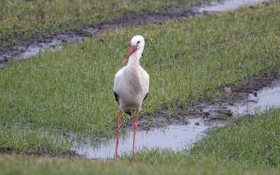 Weißstörche als Frühlingsboten