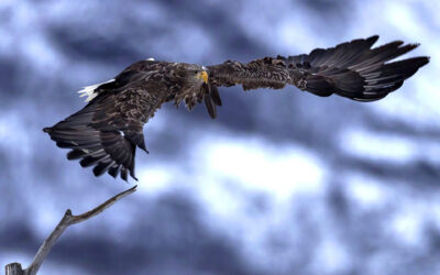 Seeadler vor Skervøya in Norwegen