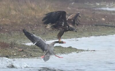 Holländischer Seeadler schlägt Graugans in Rhede (NRW)