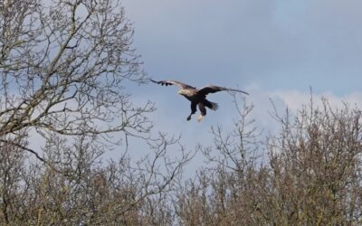 Seeadlerpaar stoppt Denker & Wulf – Windindustrie-Baustelle in Owschlag