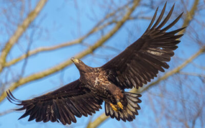 Wie viele Adler müssen noch sterben?