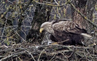 Am Burgsee in Schleswig ist das Brutpaar wieder erfolgreich