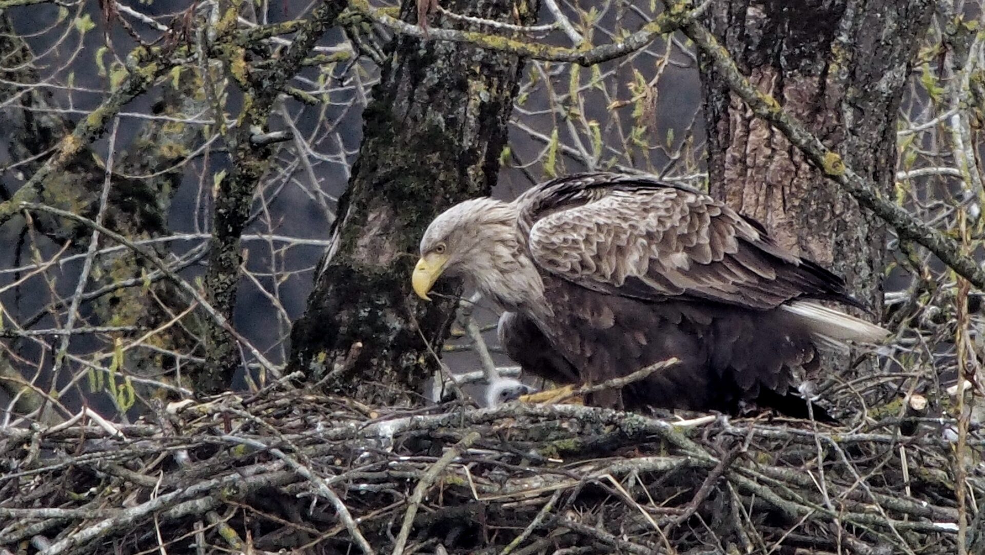 Am Burgsee in Schleswig ist das Brutpaar wieder erfolgreich
